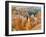 Thor's Hammer, Hoodoo, Bryce Canyon National Park, Utah, USA-Tom Norring-Framed Premium Photographic Print