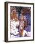 Thor's Hammer Hoodoo in Bryce Canyon National Park-James Randklev-Framed Photographic Print