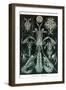 Thoracostraca, Crustaceans,-Ernst Haeckel-Framed Art Print