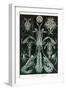 Thoracostraca, Crustaceans,-Ernst Haeckel-Framed Art Print