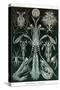 Thoracostraca, Crustaceans,-Ernst Haeckel-Stretched Canvas