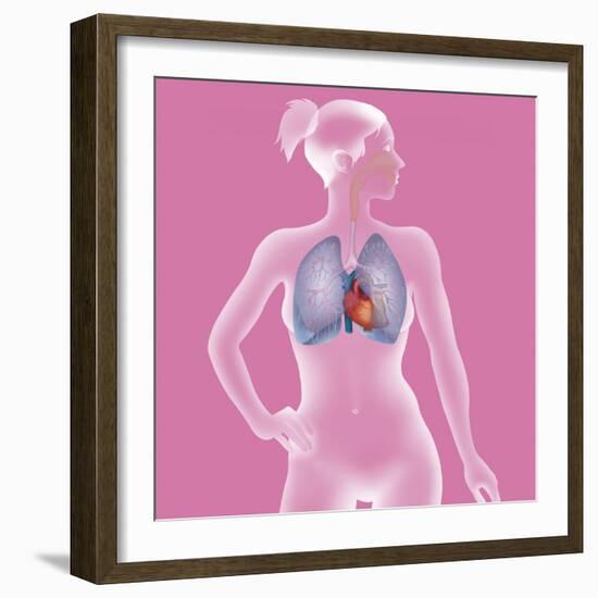 Thorax, Anatomy-Caroline Arquevaux-Framed Giclee Print