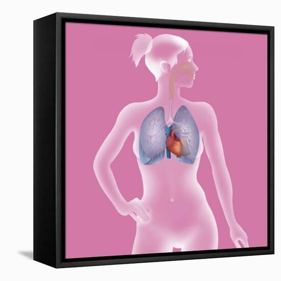 Thorax, Anatomy-Caroline Arquevaux-Framed Stretched Canvas