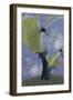 Thorn and Seed II, 1958-John Armstrong-Framed Giclee Print