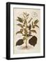 Thorn Apple or Jimson Weed - Datura Stramonium (Stramonia) by Leonhart Fuchs from De Historia Stirp-null-Framed Giclee Print