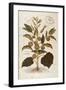 Thorn Apple or Jimson Weed - Datura Stramonium (Stramonia) by Leonhart Fuchs from De Historia Stirp-null-Framed Giclee Print