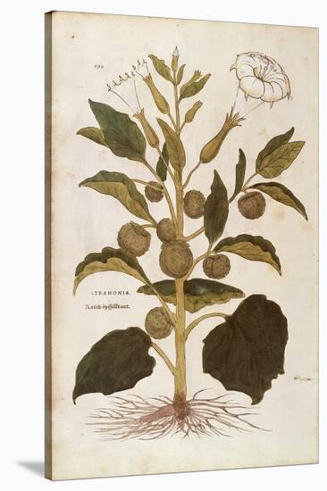 Thorn Apple or Jimson Weed - Datura Stramonium (Stramonia) by Leonhart Fuchs from De Historia Stirp-null-Stretched Canvas