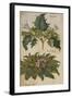 Thornapple; Datura Stramonium and Mandrake; Mandragora Autumnalis. from 'Camerarius Florilegium'-Joachim Camerarius-Framed Giclee Print