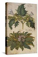 Thornapple; Datura Stramonium and Mandrake; Mandragora Autumnalis. from 'Camerarius Florilegium'-Joachim Camerarius-Stretched Canvas