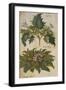 Thornapple; Datura Stramonium and Mandrake; Mandragora Autumnalis. from 'Camerarius Florilegium'-Joachim Camerarius-Framed Giclee Print