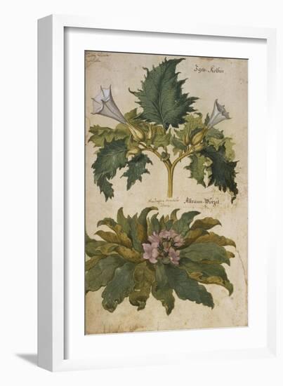 Thornapple; Datura Stramonium and Mandrake; Mandragora Autumnalis. from 'Camerarius Florilegium'-Joachim Camerarius-Framed Giclee Print