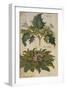 Thornapple; Datura Stramonium and Mandrake; Mandragora Autumnalis. from 'Camerarius Florilegium'-Joachim Camerarius-Framed Giclee Print