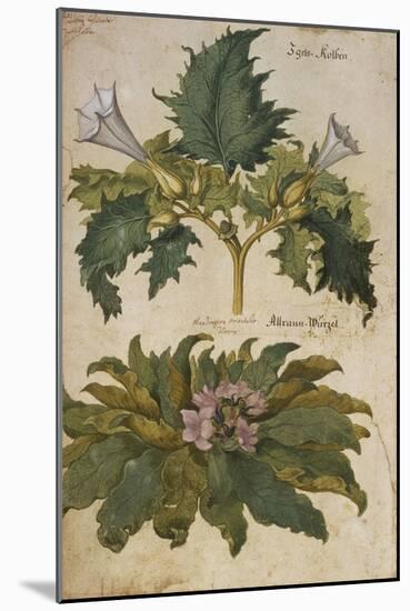 Thornapple; Datura Stramonium and Mandrake; Mandragora Autumnalis. from 'Camerarius Florilegium'-Joachim Camerarius-Mounted Giclee Print