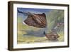 Thornback Ray or Thornback Skates (Raja Clavata), Rajidae-null-Framed Giclee Print