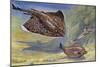 Thornback Ray or Thornback Skates (Raja Clavata), Rajidae-null-Mounted Giclee Print