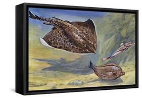 Thornback Ray or Thornback Skates (Raja Clavata), Rajidae-null-Framed Stretched Canvas