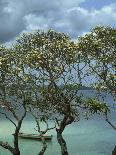 Frangipani Trees and Wooden Boat, Prison Island, Zanzibar, Tanzania, East Africa, Africa-Thorne Julia-Mounted Photographic Print