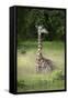 Thornicroft's Giraffe (Giraffa Camelopardalis Thornicrofti)-Janette Hill-Framed Stretched Canvas