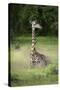 Thornicroft's Giraffe (Giraffa Camelopardalis Thornicrofti)-Janette Hill-Stretched Canvas