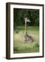 Thornicroft's Giraffe (Giraffa Camelopardalis Thornicrofti)-Janette Hill-Framed Photographic Print