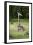 Thornicroft's Giraffe (Giraffa Camelopardalis Thornicrofti)-Janette Hill-Framed Photographic Print