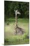 Thornicroft's Giraffe (Giraffa Camelopardalis Thornicrofti)-Janette Hill-Mounted Photographic Print