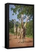 Thornicroft's Giraffe (Giraffa Camelopardalis Thornicrofti)-Janette Hill-Framed Stretched Canvas