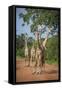 Thornicroft's Giraffe (Giraffa Camelopardalis Thornicrofti)-Janette Hill-Framed Stretched Canvas