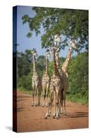 Thornicroft's Giraffe (Giraffa Camelopardalis Thornicrofti)-Janette Hill-Stretched Canvas