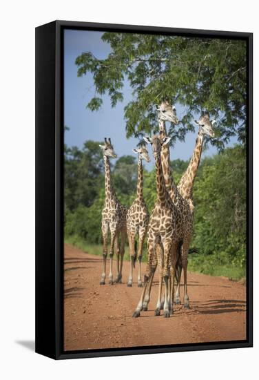 Thornicroft's Giraffe (Giraffa Camelopardalis Thornicrofti)-Janette Hill-Framed Stretched Canvas