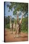 Thornicroft's Giraffe (Giraffa Camelopardalis Thornicrofti)-Janette Hill-Stretched Canvas