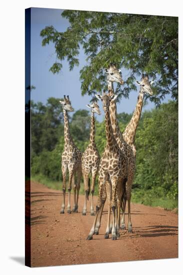 Thornicroft's Giraffe (Giraffa Camelopardalis Thornicrofti)-Janette Hill-Stretched Canvas