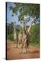 Thornicroft's Giraffe (Giraffa Camelopardalis Thornicrofti)-Janette Hill-Stretched Canvas