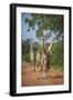 Thornicroft's Giraffe (Giraffa Camelopardalis Thornicrofti)-Janette Hill-Framed Photographic Print