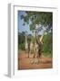 Thornicroft's Giraffe (Giraffa Camelopardalis Thornicrofti)-Janette Hill-Framed Photographic Print