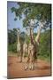 Thornicroft's Giraffe (Giraffa Camelopardalis Thornicrofti)-Janette Hill-Mounted Photographic Print