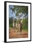 Thornicroft's Giraffe (Giraffa Camelopardalis Thornicrofti)-Janette Hill-Framed Photographic Print