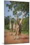 Thornicroft's Giraffe (Giraffa Camelopardalis Thornicrofti)-Janette Hill-Mounted Photographic Print