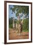 Thornicroft's Giraffe (Giraffa Camelopardalis Thornicrofti)-Janette Hill-Framed Photographic Print