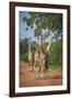 Thornicroft's Giraffe (Giraffa Camelopardalis Thornicrofti)-Janette Hill-Framed Photographic Print