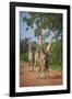 Thornicroft's Giraffe (Giraffa Camelopardalis Thornicrofti)-Janette Hill-Framed Photographic Print