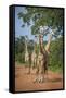 Thornicroft's Giraffe (Giraffa Camelopardalis Thornicrofti)-Janette Hill-Framed Stretched Canvas