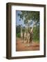 Thornicroft's Giraffe (Giraffa Camelopardalis Thornicrofti)-Janette Hill-Framed Photographic Print