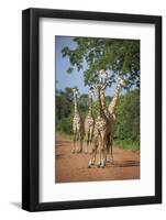 Thornicroft's Giraffe (Giraffa Camelopardalis Thornicrofti)-Janette Hill-Framed Photographic Print