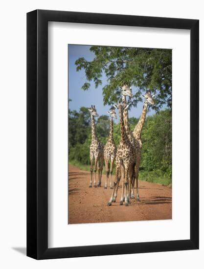 Thornicroft's Giraffe (Giraffa Camelopardalis Thornicrofti)-Janette Hill-Framed Photographic Print