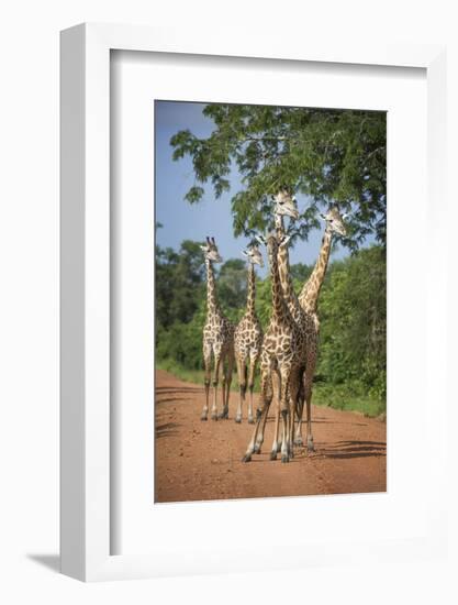 Thornicroft's Giraffe (Giraffa Camelopardalis Thornicrofti)-Janette Hill-Framed Photographic Print