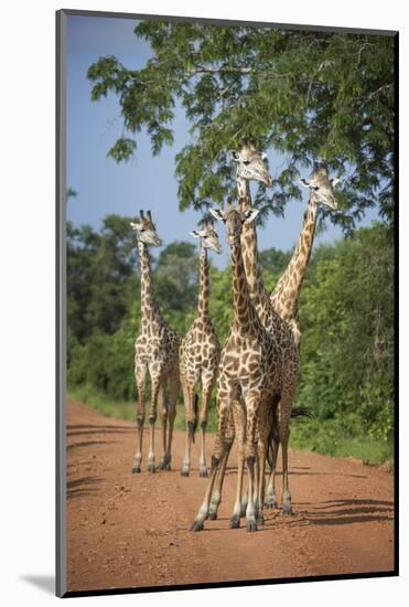 Thornicroft's Giraffe (Giraffa Camelopardalis Thornicrofti)-Janette Hill-Mounted Photographic Print