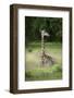 Thornicroft's Giraffe (Giraffa Camelopardalis Thornicrofti)-Janette Hill-Framed Photographic Print