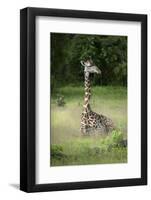 Thornicroft's Giraffe (Giraffa Camelopardalis Thornicrofti)-Janette Hill-Framed Photographic Print