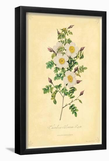 Thornless Alsatian Rose-null-Framed Poster